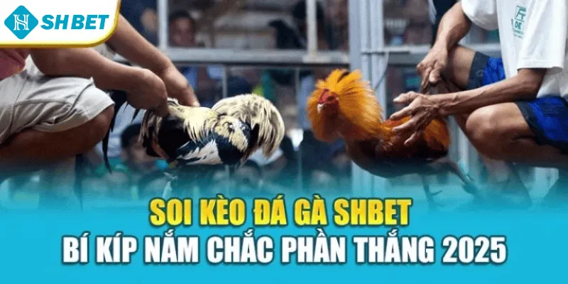 Soi Kèo Đá Gà Shbet – Bí Kíp Nắm Chắc Phần Thắng 2025